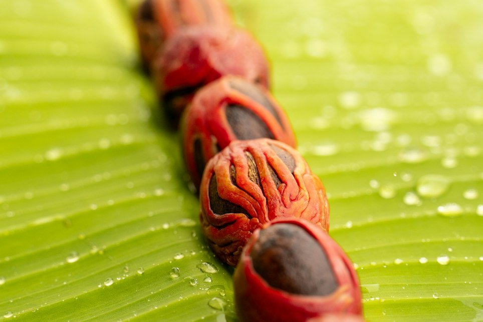 Nutmeg seeds with red mace